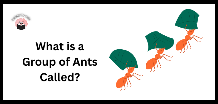 What is A Group of Ants Called