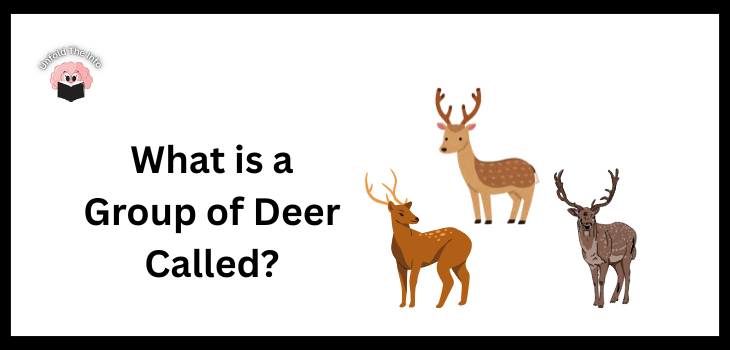 What is A Group of Deer Called