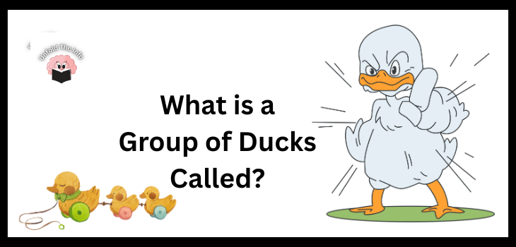 What is A Group of Ducks Called