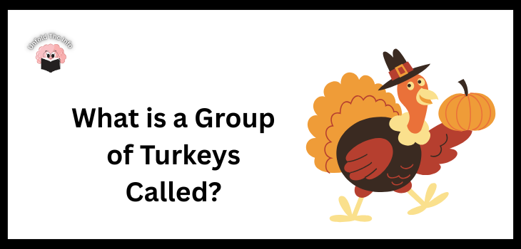 What is A Group of Turkeys Called