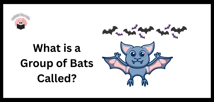 What is a Group of Bats Called