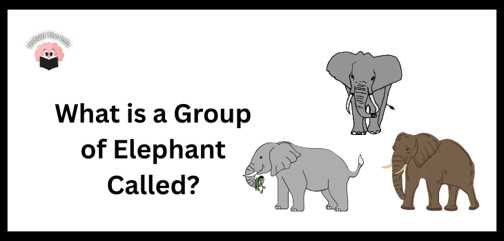 What is a Group of Elephant Called