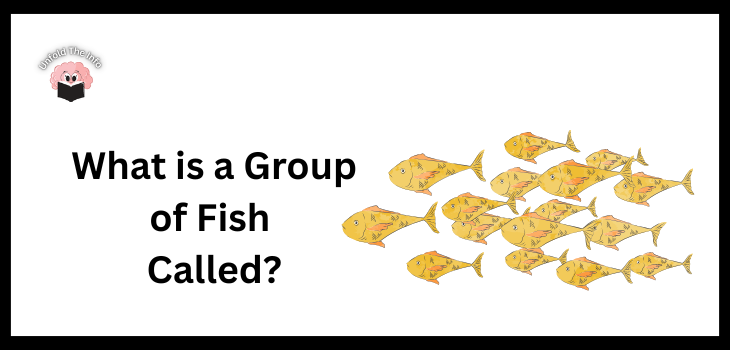 What is a Group of Fish Called