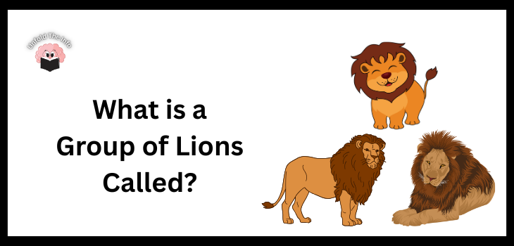 What is a Group of Lions Called