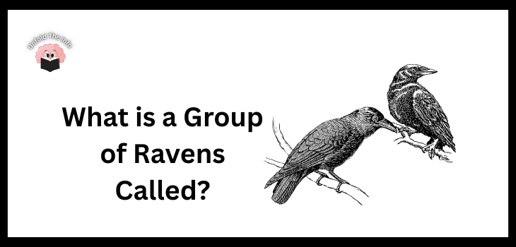 What is a Group of Ravens Called