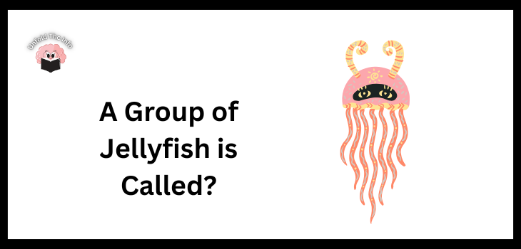A Group of Jellyfish is Called
