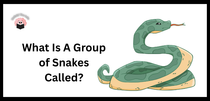 What Is A Group of Snakes Called
