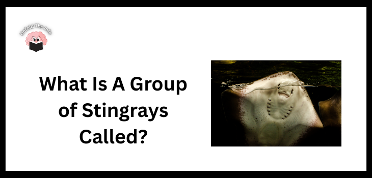 What Is A Group of Stingrays Called