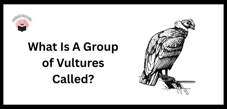 What Is A Group of Vultures Called
