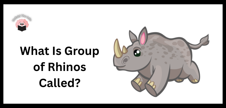 What Is Group of Rhinos Called