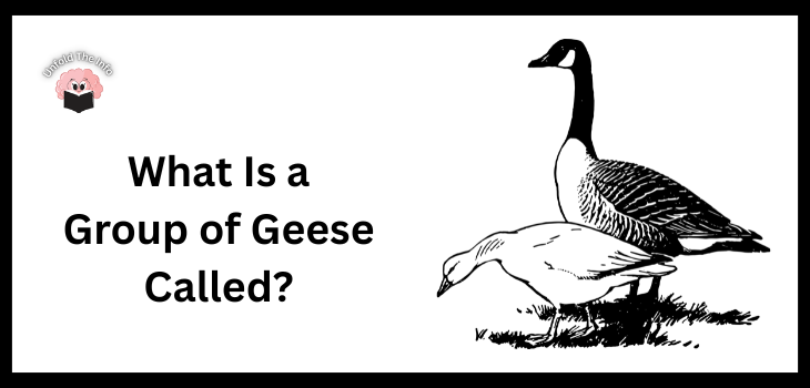 What Is a Group of Geese Called