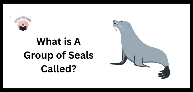 What is A Group of Seals Called