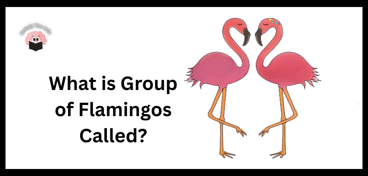 What is Group of Flamingos Called