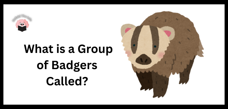 What is a Group of Badgers Called