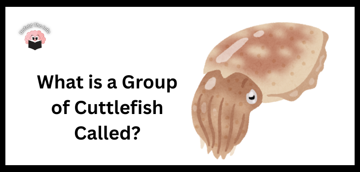 What is a Group of Cuttlefish Called