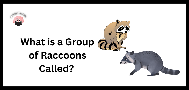 What is a Group of Raccoons Called